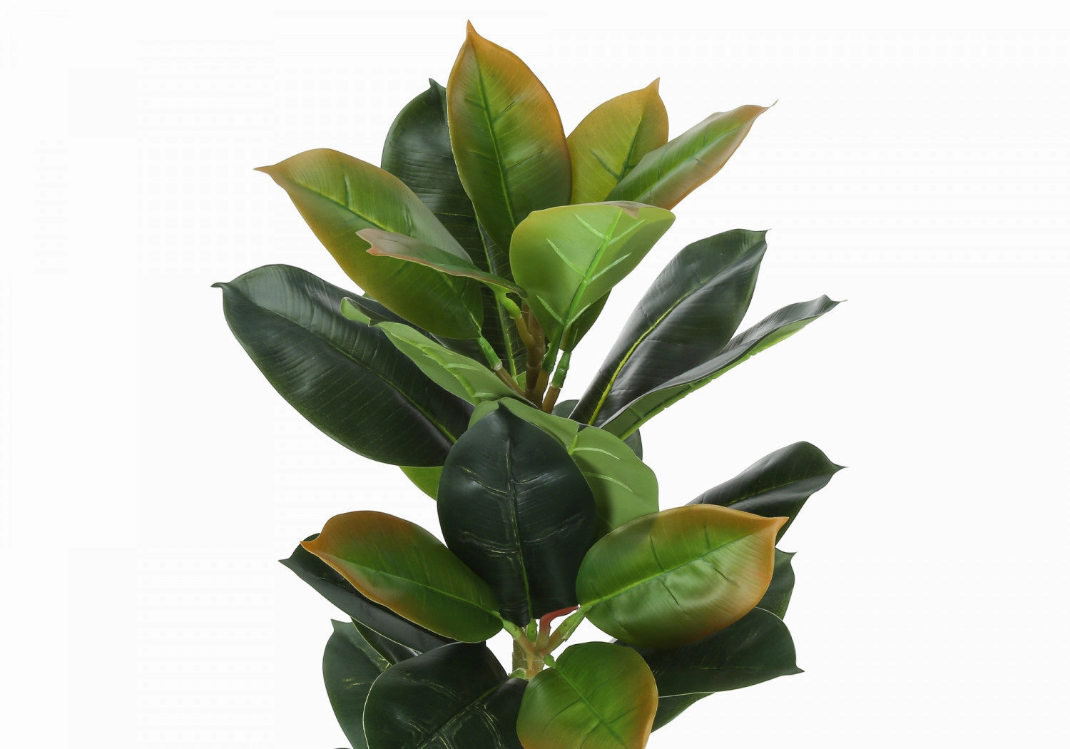 40" Rubber Tree With 5" Black Pot - Green