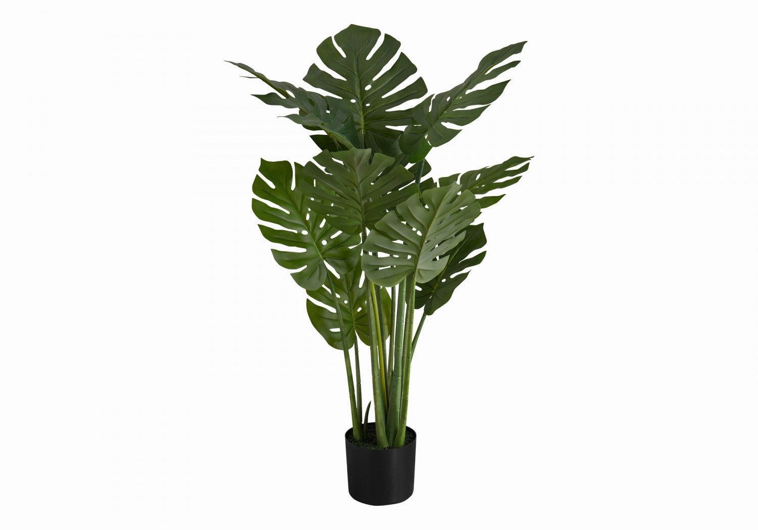 45" Monstera Plant With 6" Black Pot - Green