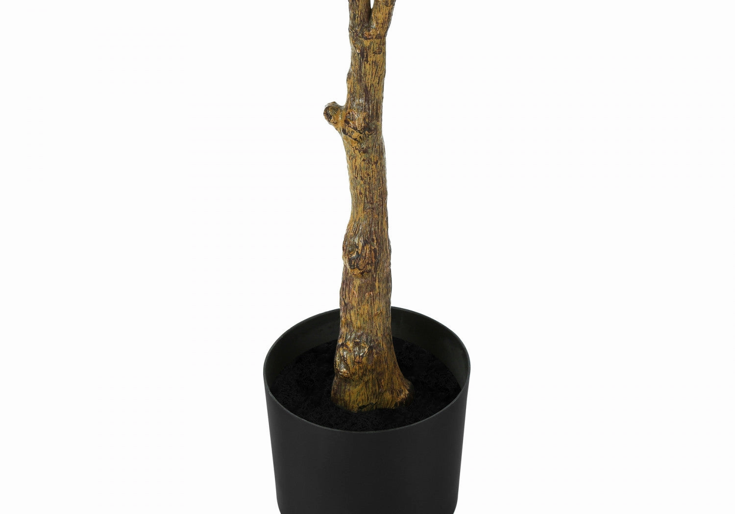 52" Rubber Tree With 5" Black Pot - Green/White