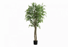 79" Ficus Tree With 8" Black Pot - Green